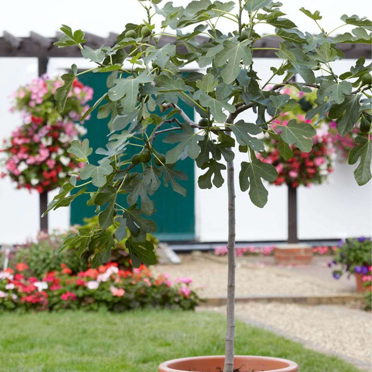 Bloomique Ficus Carica ‘Brown Turkey’ Figuier Arbre fruitier Rustique Hauteur 80-100 cm Pot 21 cm