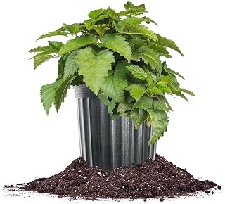 Prime-Ark Traveler Thornless BlackBerry in 1 Gallon Grower's Pot | Large Delicious Berries During Summer | Easy to Manage Garden Bushes