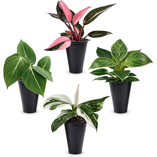 Philodendron White Princess (4 Pack) Live Starter Plug Plants, Rare Variegated Indoor Houseplants, Tropical Philodendron Plants Live, Easy Care Houseplants, White Variegation Foliage Plants for Indoor