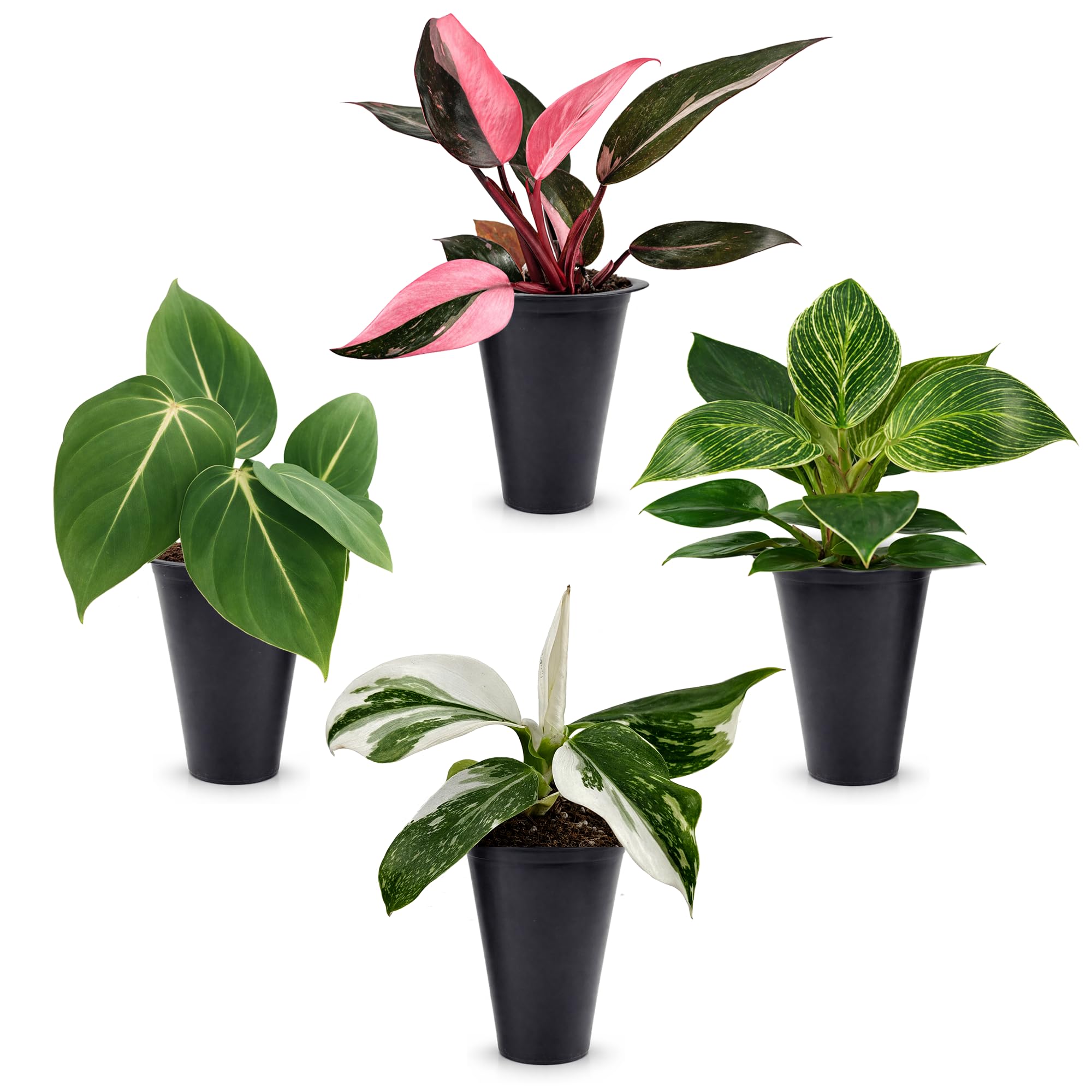 Philodendron Collection 4-Pack