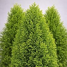 Thuja occidentalis 'Emerald Squeeze' 2-Gallon Pot