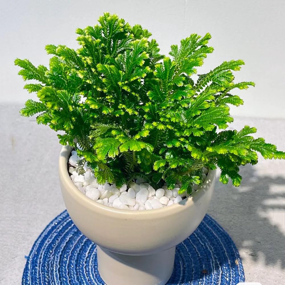4 pcs rose von jericho kaufen zwiebeln dekoration wohnzimmer plantura  pflanzen fr balkonksten winterhart Hydrokultur - Selaginella tamariscina  - hochbeett gartenpflanzen zwiebel : Amazon.de: Garten