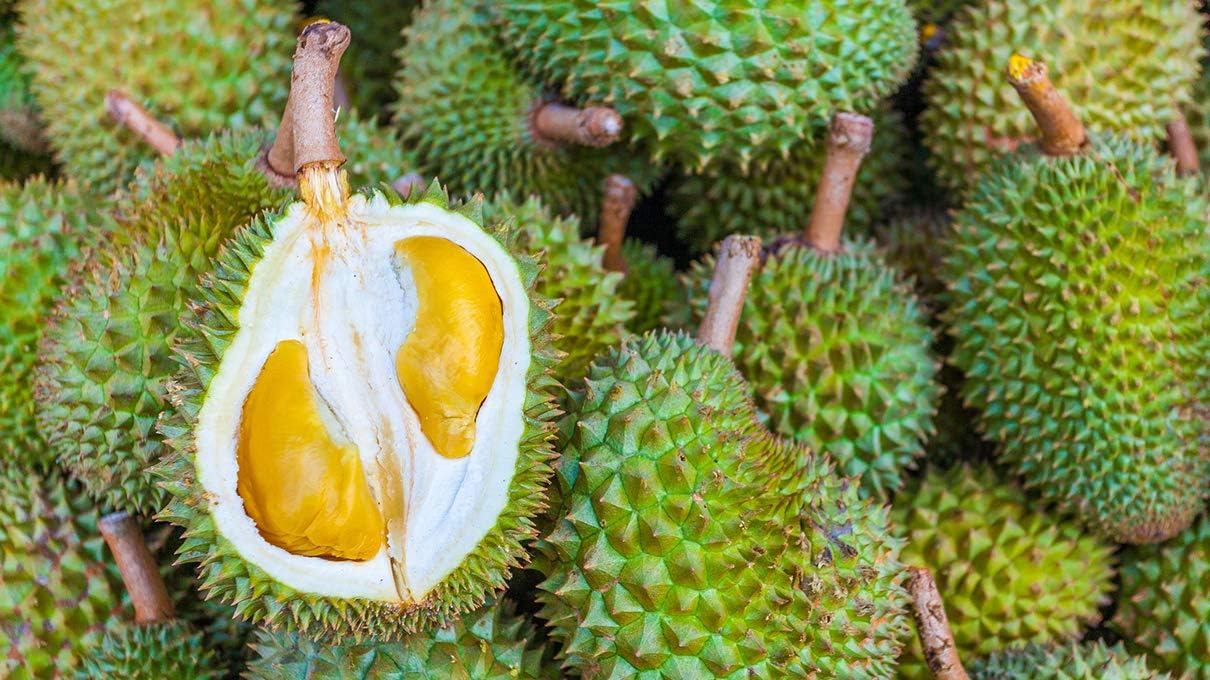M-Tech Gardens Exotic Durio zibethinus Durian Fruit 1 Healthy Live Plant