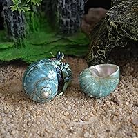 Vista 5 de 2 conchas de cangrejo ermitaño, apertura de tamaño M de 1-1.2 pulgadas, caracola de mar natural, conchas turbo para suministros de cangrejo ermitaño