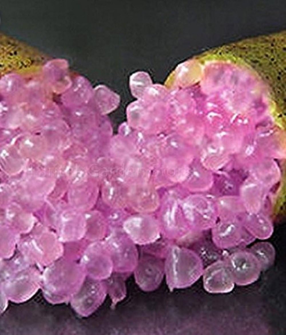 Seeds Market Rare Imported Pink Rose Bliss Finger Lime