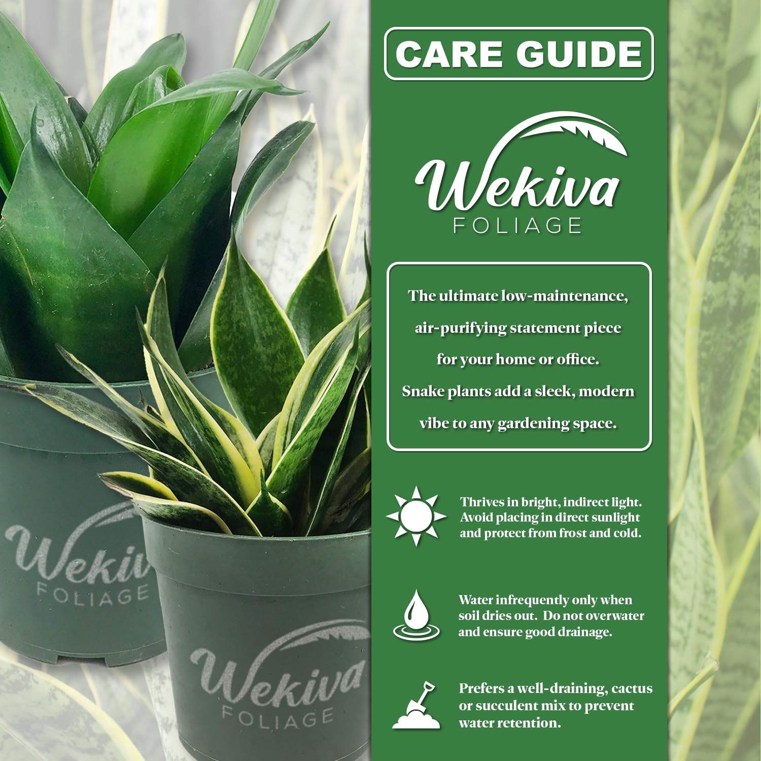 Amazon.com: Green Snake Plant - Live Plant in a 4 Inch Growers Pots -  Sansevieria Trifasciata 'Green Hahnii' - Beautiful and Elegant Easy Care  Indoor Houseplants : Grocery & Gourmet Food