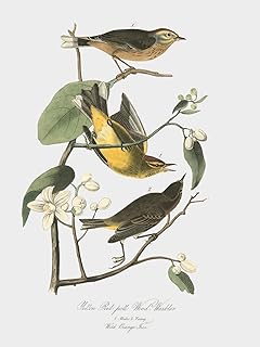 LIVESTOCK Classic Prints Gallery Yellow Red-Poll Wood-Warbler Bird Wall Art by Illustrator John James Audubon 18th Century Retro Vintage Print Painting Decor, Gold frame, 12x16 print in 18x22 frame