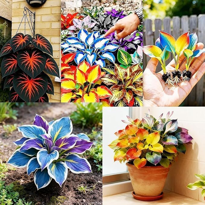 Hosta Flower Seeds Multicolor Imported Midnight Rainbow Garden Home Balcony Decorative Plant Outdoor Indoor Pot Rare Pack Gardening Easy Grow Colorful Shade Loving Ornamental Terrace-image-43