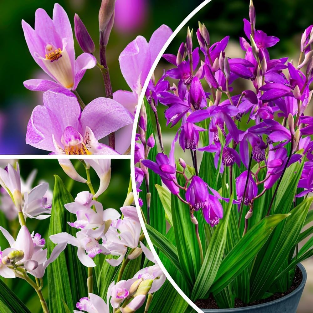 Winterharte Orchideen Echte Pflanzen - Bletilla Striata Mix Kollektion - 5 Rhizome - Stauden Winterhart Mehrjährig aus Holland - für Garten (keine Samen, keine Zwiebeln und nicht künstlich)