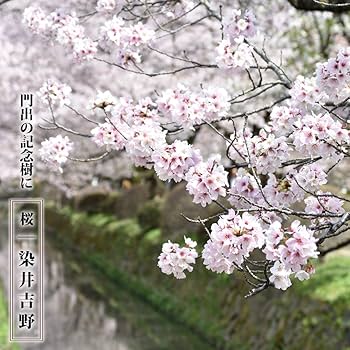 Amazon | 桜 苗木 染井吉野（ソメイヨシノ）1年生 接ぎ木 苗