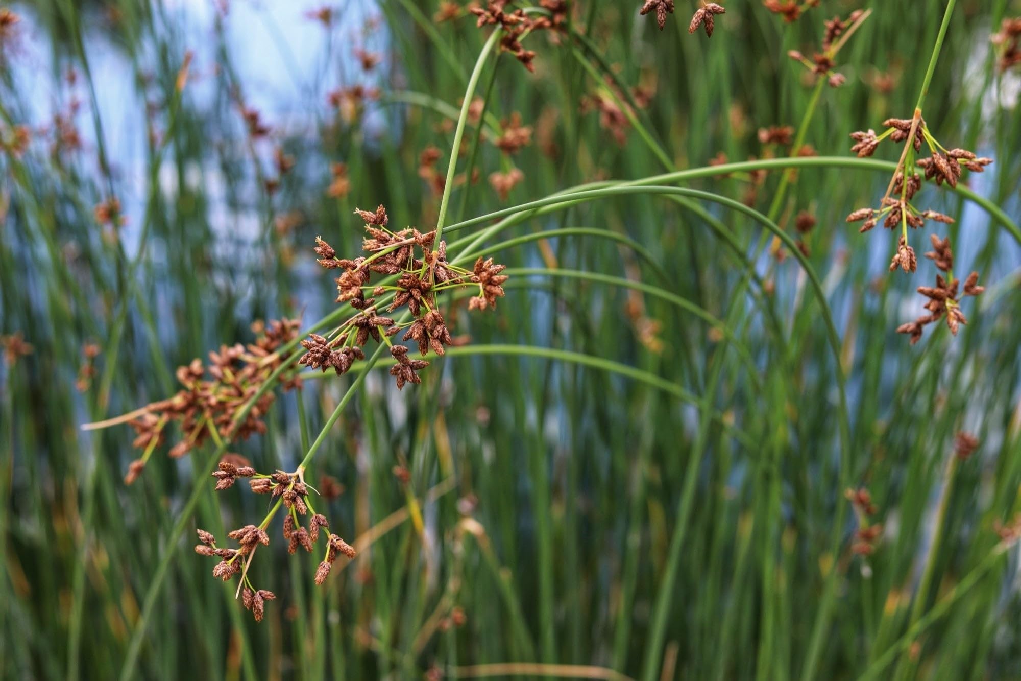 Lincolnshire Pond Plants Ltd - Scirpus Lacustris - Marginal Pond Plants - MP110A-1/2 x Pot & 2 x Compost