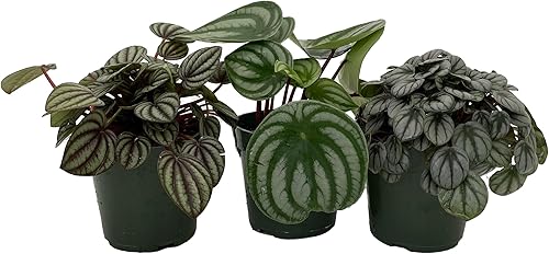 Miniatura 2 de Peperomia Surtido - Paquete de 3 en macetas de 4"