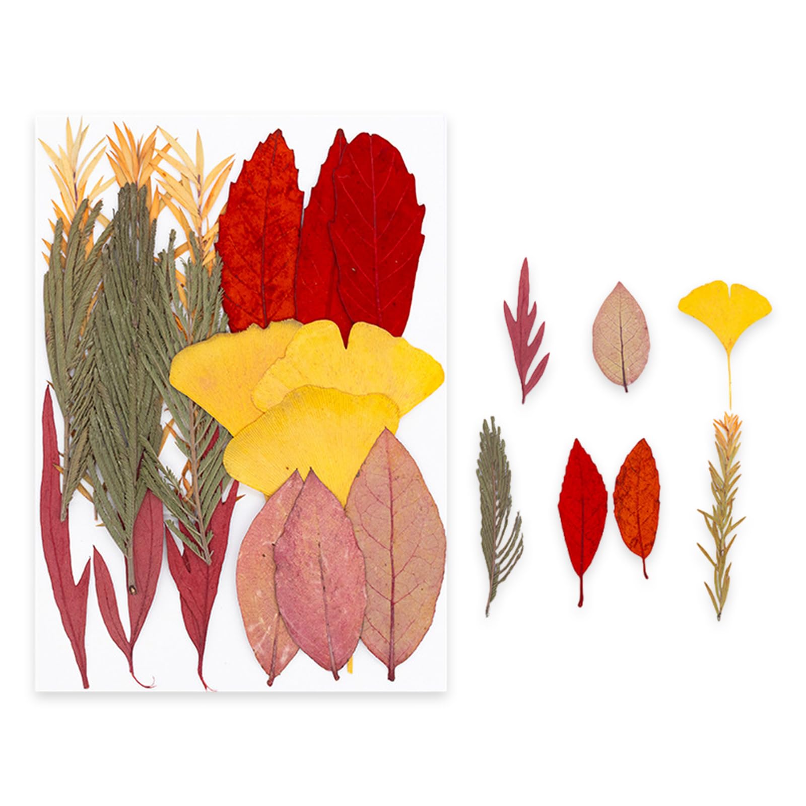 NVOQILIN Natural Flower Preservations Set Home Decors Dried Flower for Scrapbooking Wedding Decorations and Artistic Designs Dried Set Preserved Plant Art Supplies Gifts