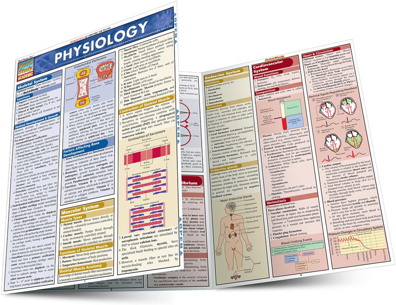 Physiology: QuickStudy Laminated Reference Guide (QuickStudy Academic)
