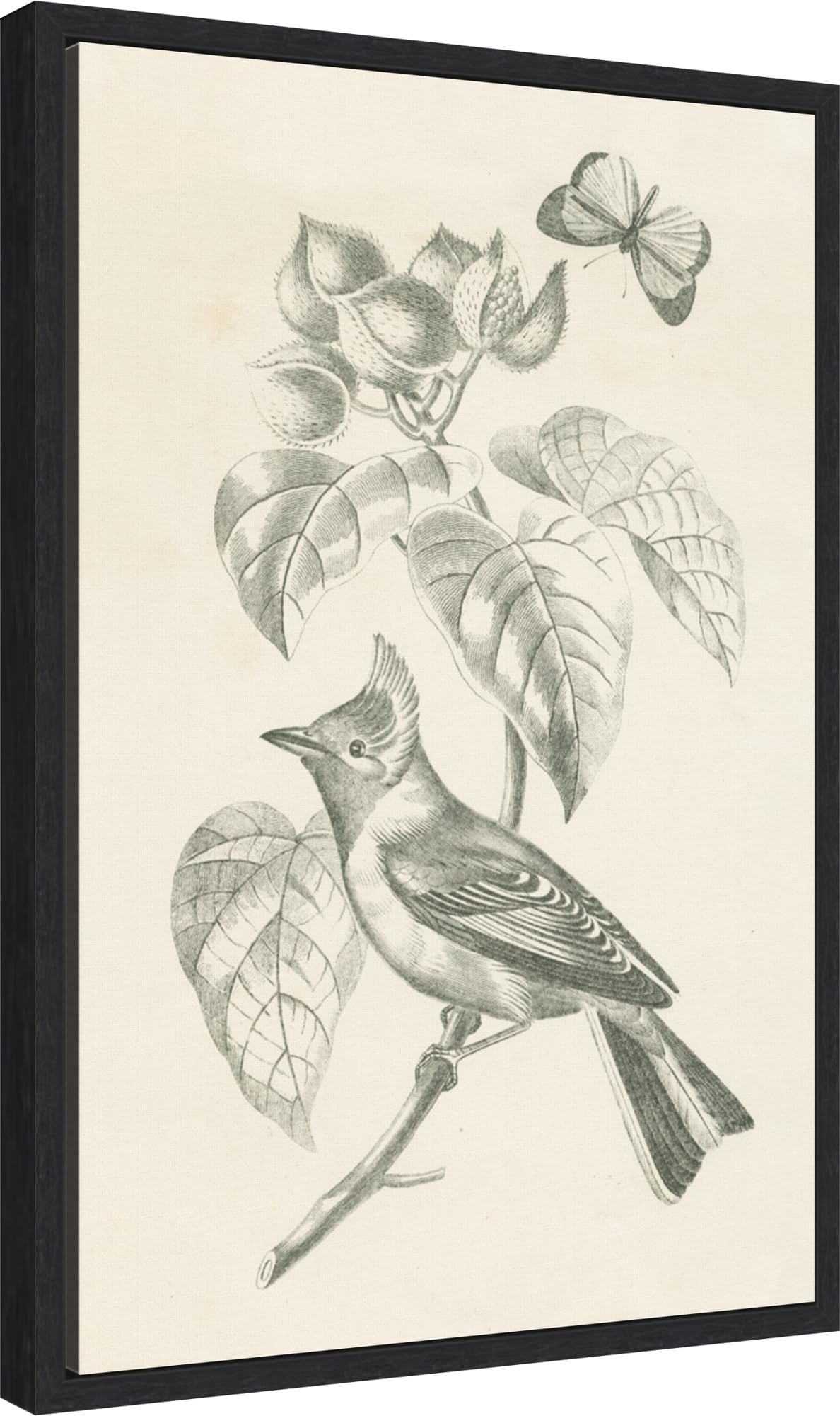 Amanti Art Framed Canvas Wall Art 23x16 French Bird Drawing by Wild Apple Portfolio, Framed Wall Art Canvas, Animals Artwork, Modern Decor, Medium Poster Painting for Living Room, Bedroom, Bathroom,