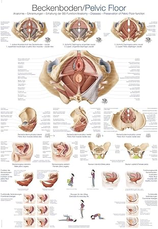 Beckenboden mann anatomie
