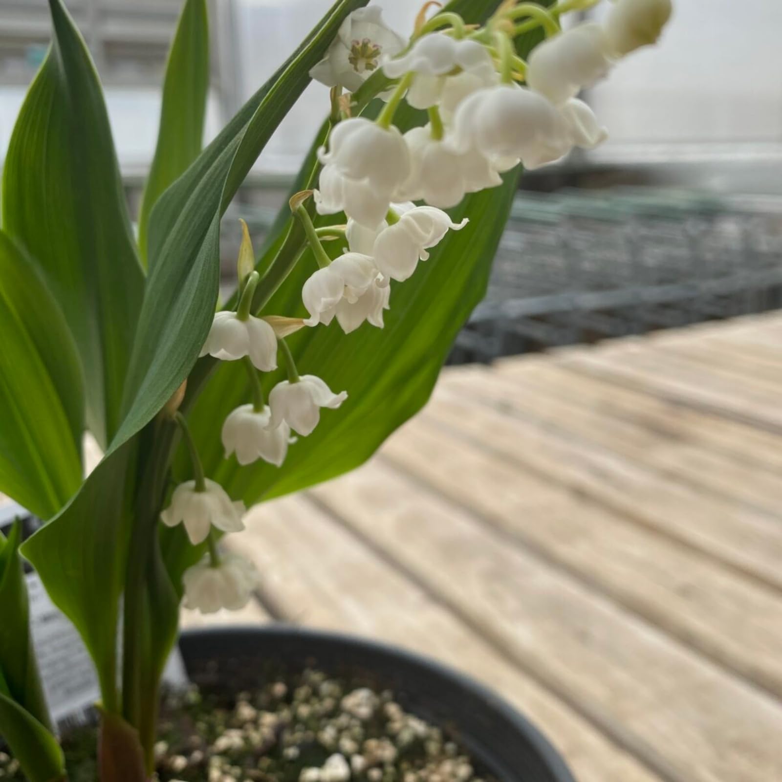 Lily of the Valley Bulbs UK,Potted-Plants-Rhizome,Lily of the Valley Plants for Garden,Excellent Display-9 Bulbs-I