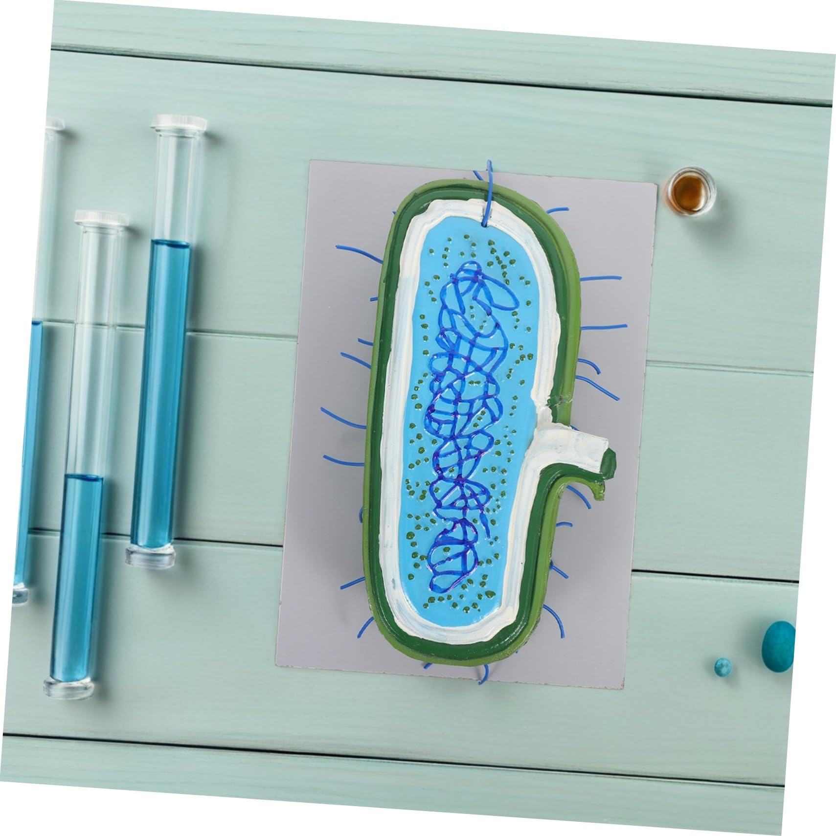 Zellstrukturmodell für Biologieunterricht Anatomisches Modell mit Organellen Kernmodell für Schüler Unterrichtsmodell aus Langlebigen Materialien