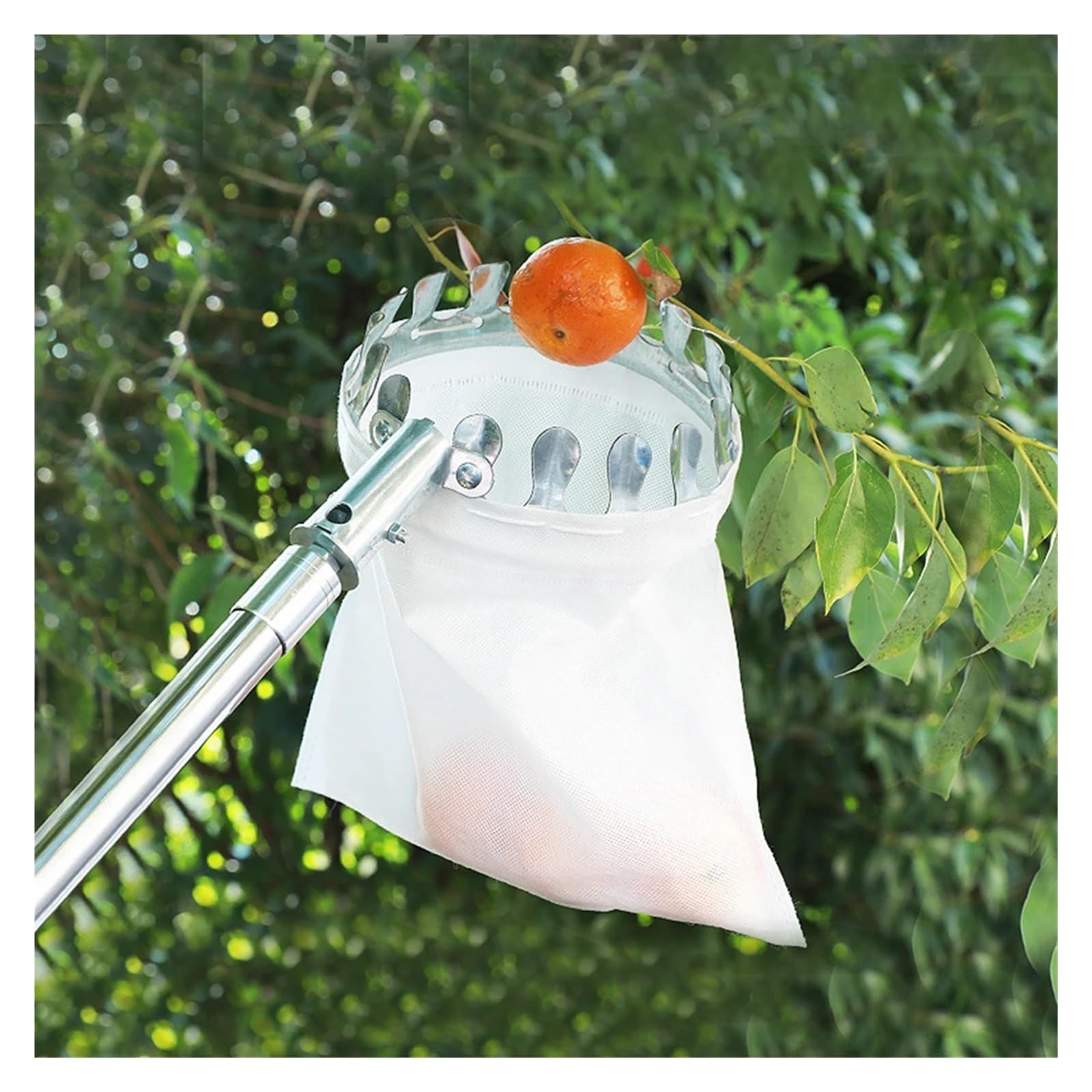 Obstpflücker, Edelstahl-Obstpflücker-Teleskopstange for Apfel, Mango, Orange, Verschiedene Größen | 2M