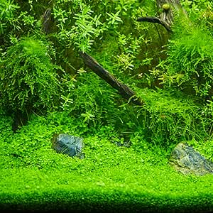 Wasserpflanzen Samen Aquarium Pflanzen Winterharte Wasserpflanzen für