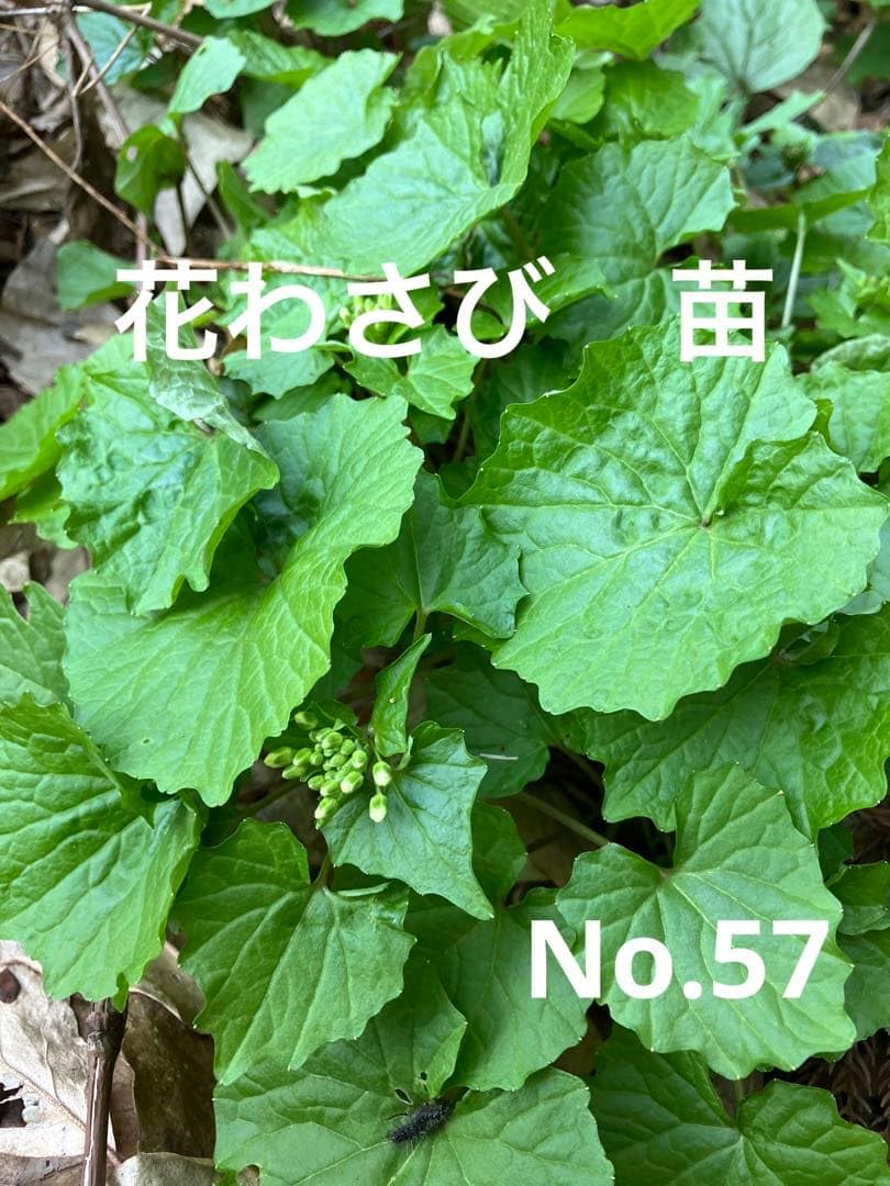 青森産　葉わさび　苗　200本　根付き Amazon.co.jp: 天然葉わさびの苗 根 10本 青森産 : DIY, Tools & Garden