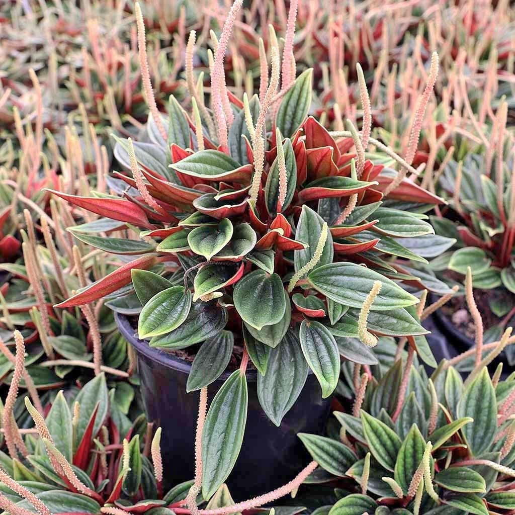 lavender plant to buy Buy Spanish Lavender Phoenix, AZ | Lavandula stoechas