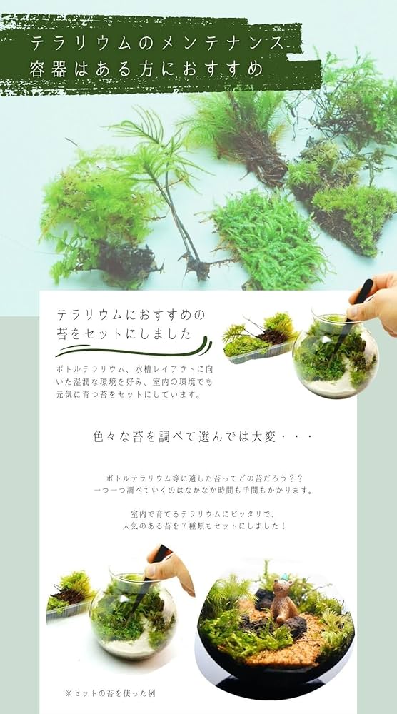 Amazon｜テラリウムにおすすめの苔セット【プロ厳選】 7種 苔