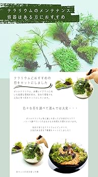 パルダリウム水槽セット/完成品/テラリウム/苔リウム/苔テラリウム 苔リウム 水の流れる滝テラリウム水槽 パルダリウム