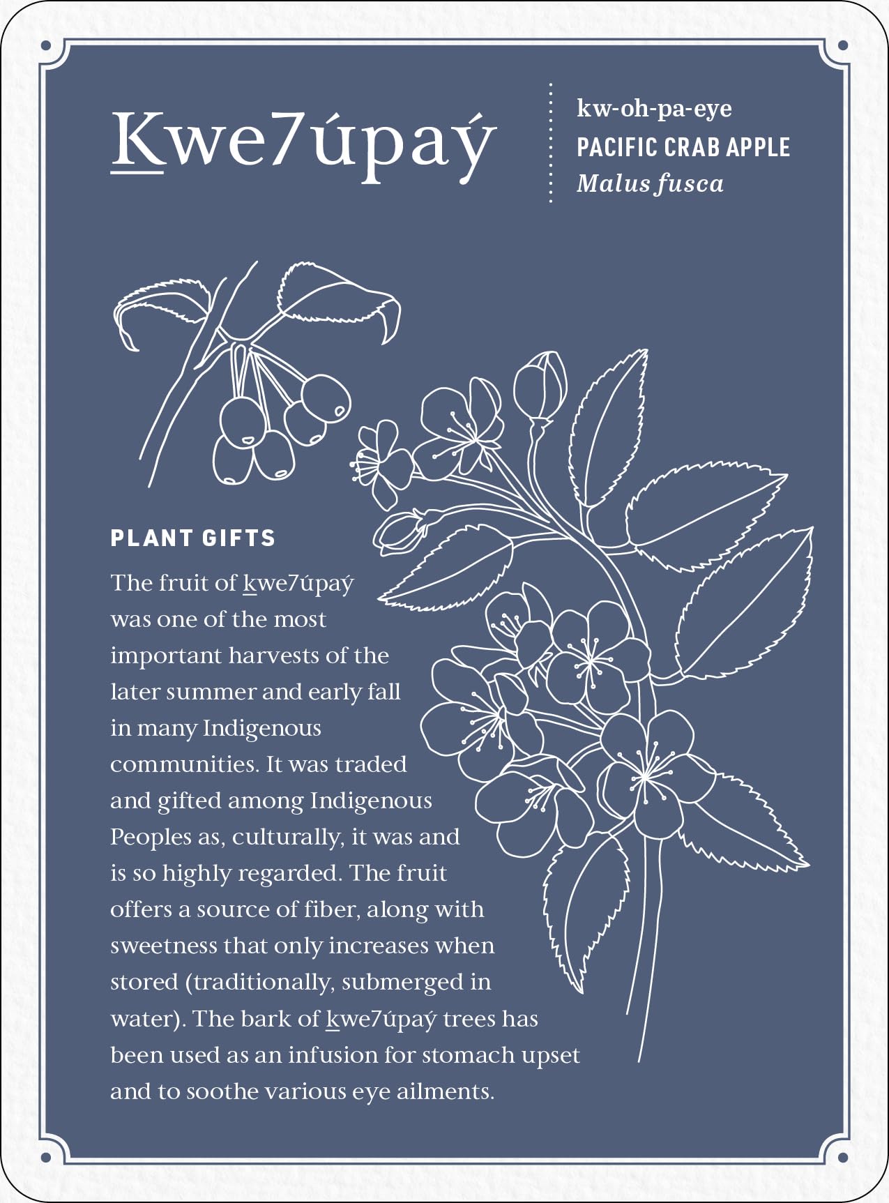 Held by the Land Deck: 45 Ways to Use Indigenous Plants for Healing & Nourishment - Guidebook + Cards