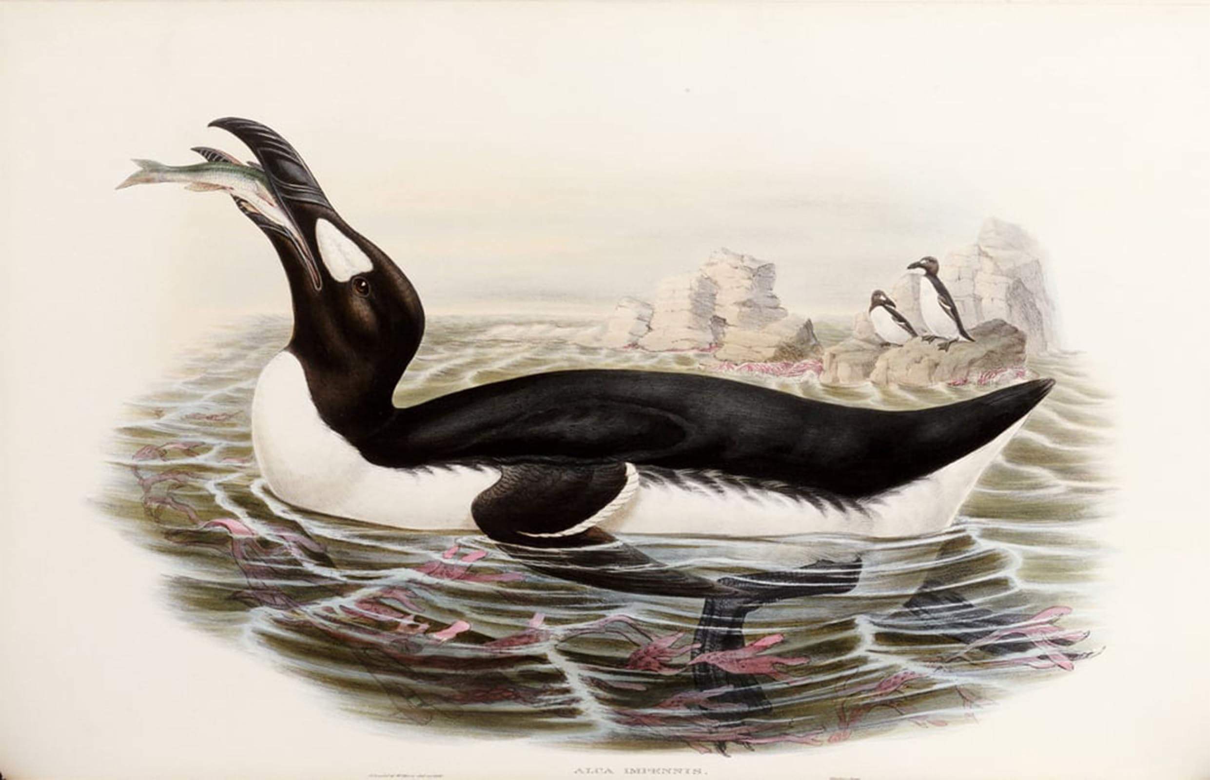 ARTXLXXBN Famous Painting Art Wall Decor Abstract Art Picture Animal Bird Great Auk by John Gould Animal Pictures for Home Decor 60x90cm
