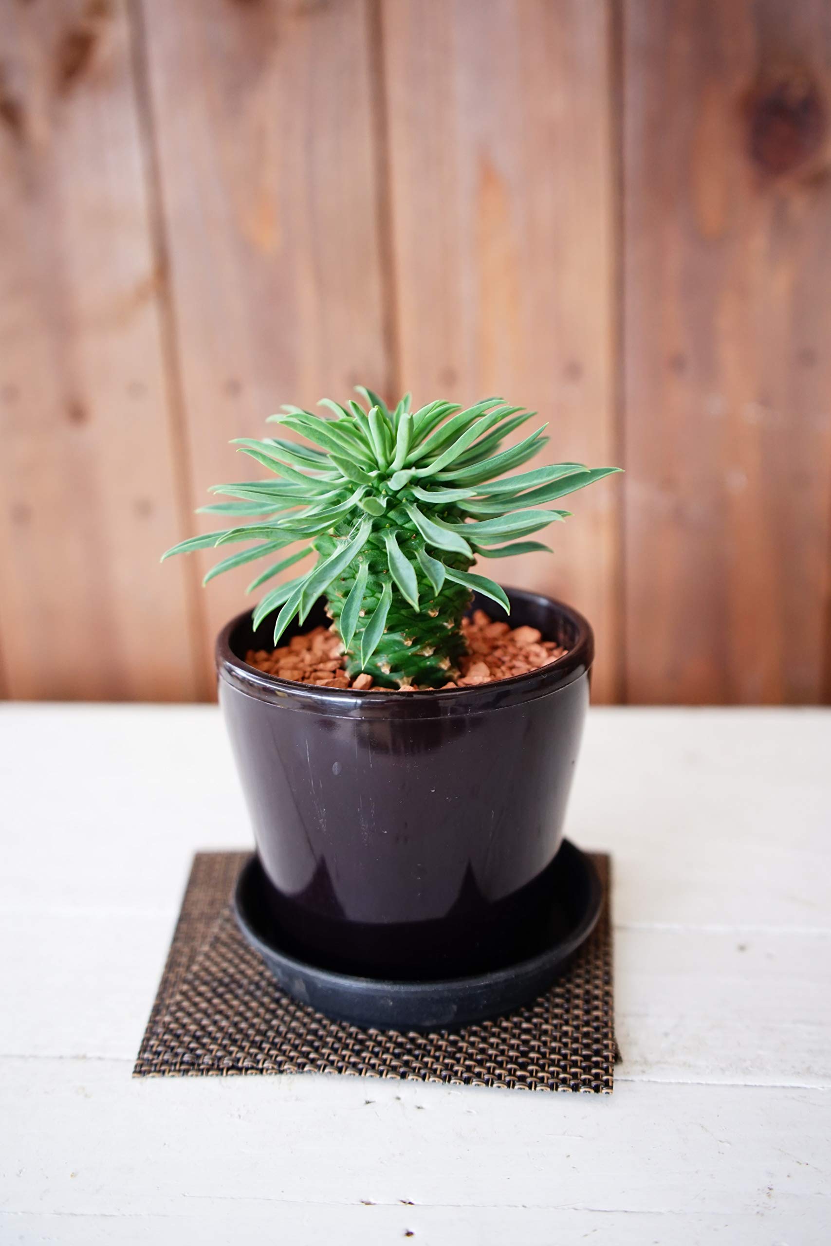 Amazon.co.jp: はなみどり 多肉植物 パイナップルコーン 