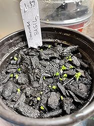 Amazon.com : Seedling Seed Starter Soil Mix for Seeds, Cuttings ...