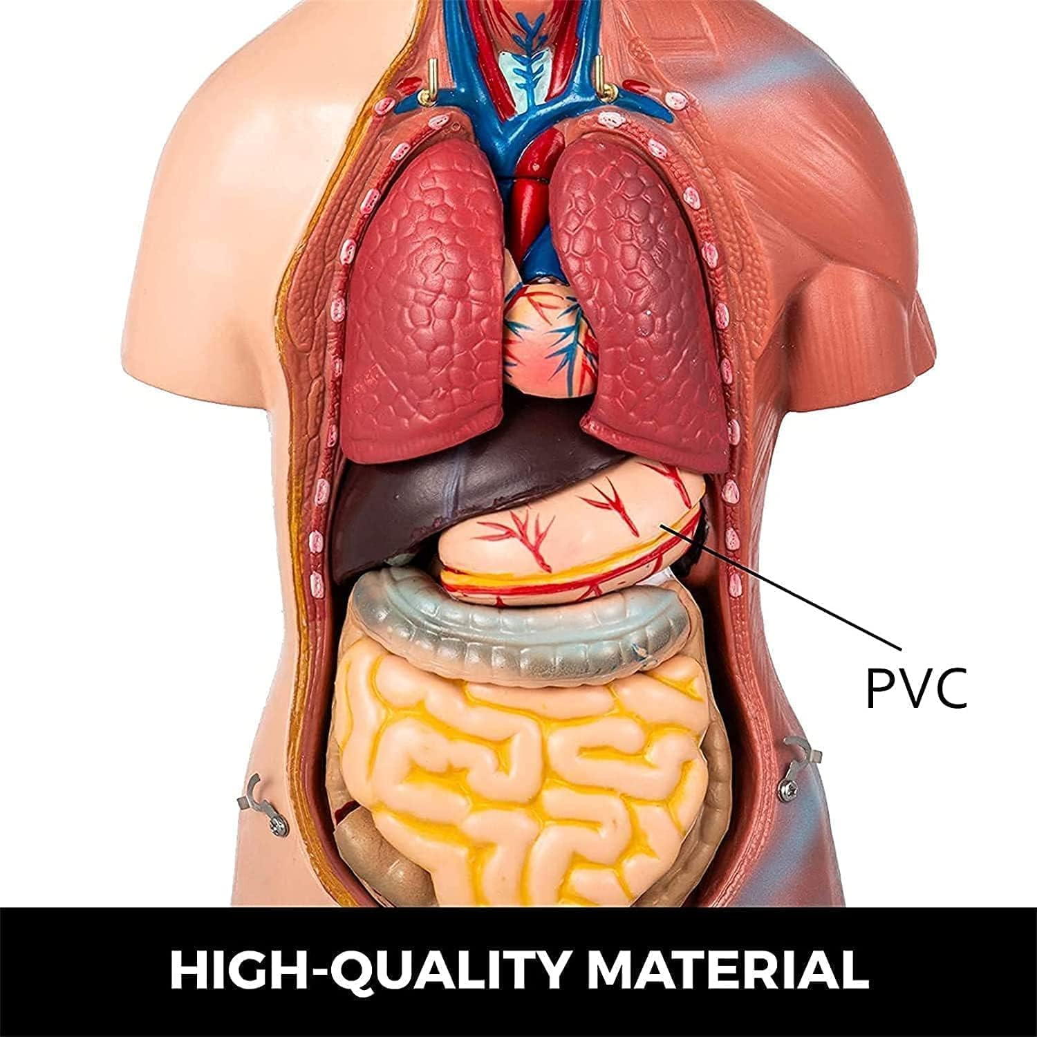 Modelo de torso humano con órganos extraíbles, modelo anatómico corporal de 23 piezas para enseñar educación