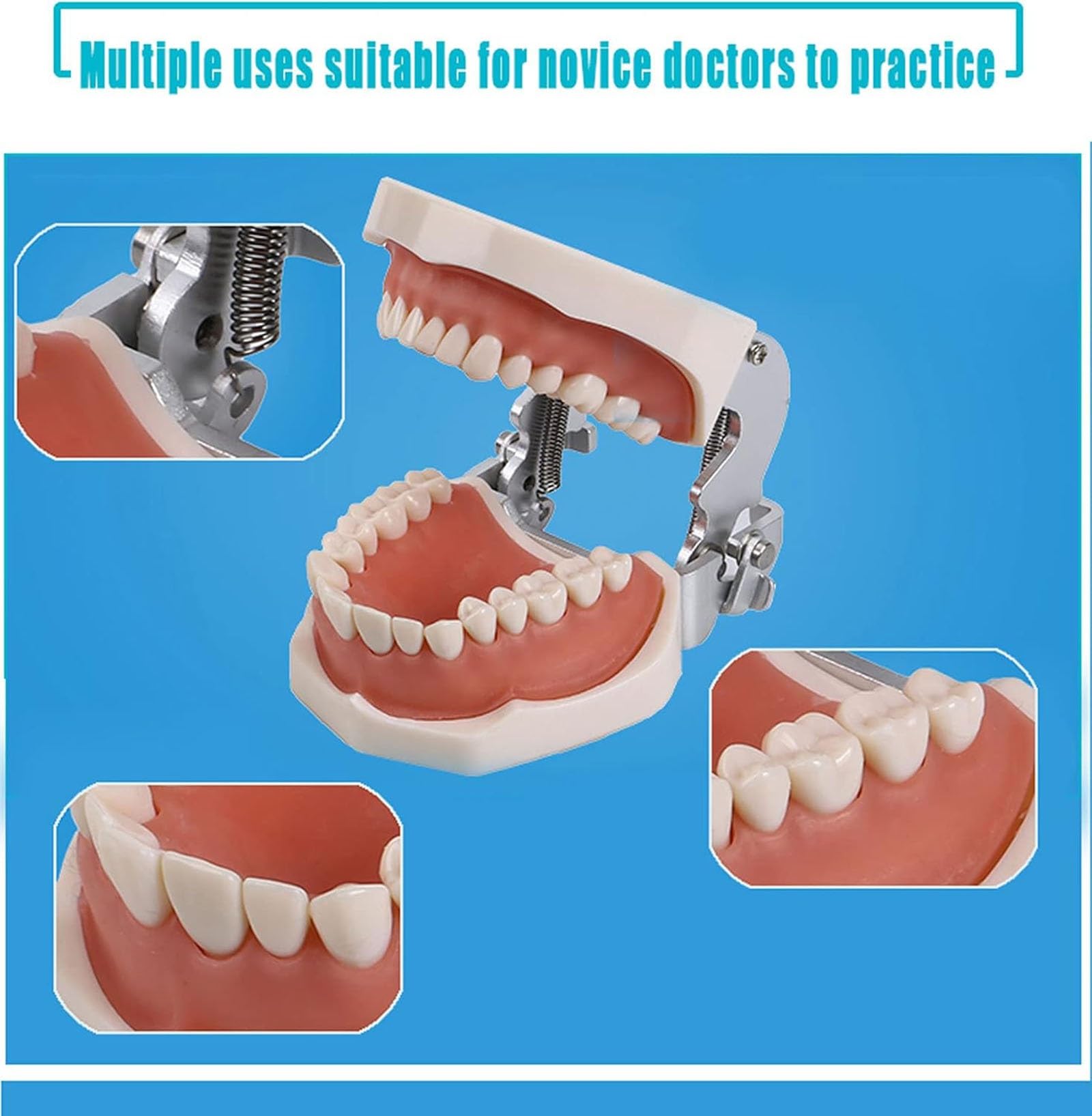 Modelli di corone dentali, modello dimostrativo di denti con impianti dentali, stampo dentale standard per bambini, materiale didattico per lo studio, modello dentale per l'assistenza sanitaria.