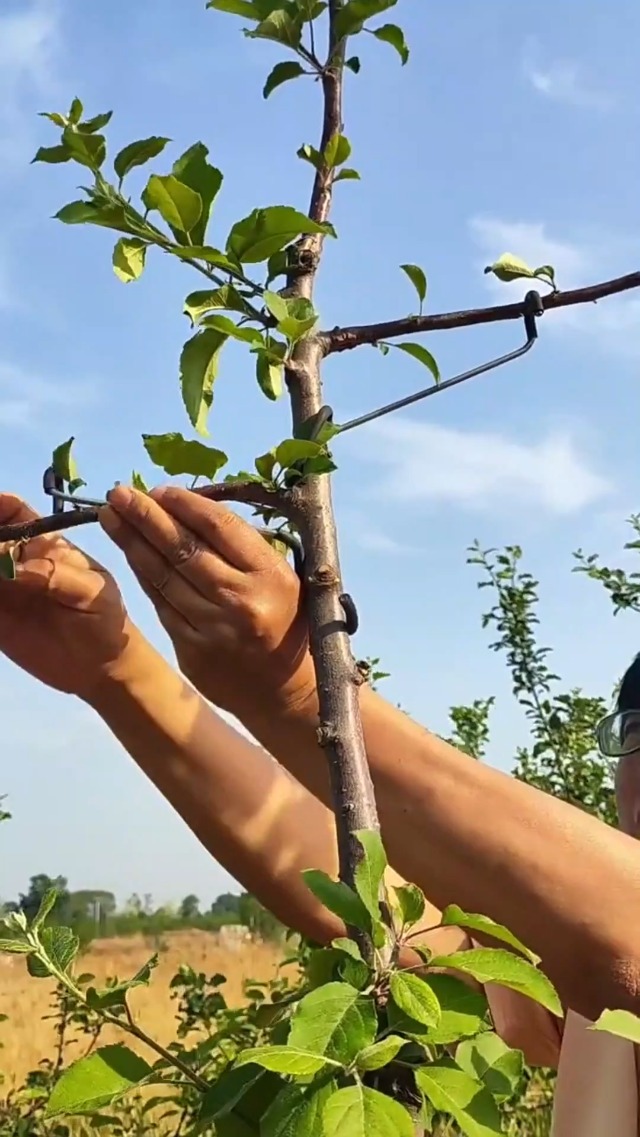 Amazon.com: Limb Spreaders Fruit Trees Branch Spreaders Tree
