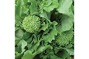 Burpee Raab Spring Broccoli Seeds