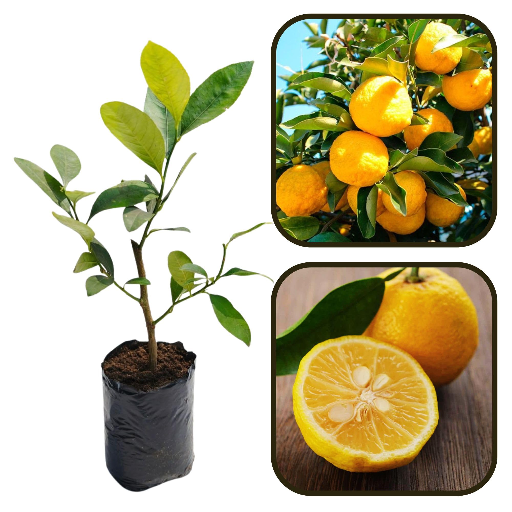 Cloud Farm Yuzu Lemon premium citrus plant aromatic tangy fruit
