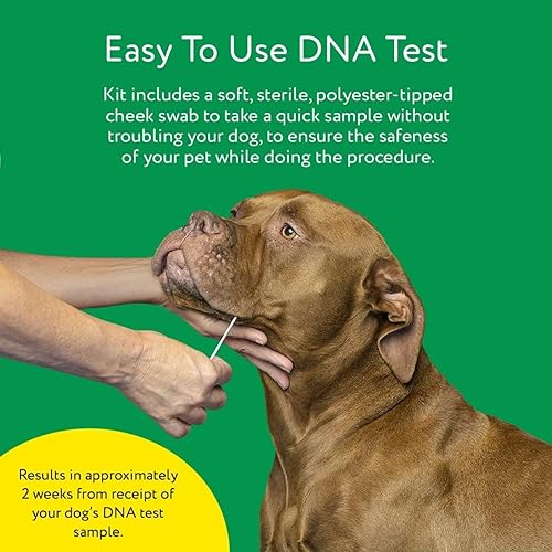 Miniatura 6 de DNA MY Dog, Kit de prueba para identificación de razas caninas. Juego de muestras bucales para tomar en casa. Rasgos de personalidad de DNA My Dog