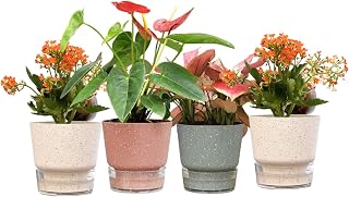 UMAI Self Watering Plant Pot - 5.5 inches (14.5 cm) Plant Pots | Plastic Automatic Watering Planters for Indoor, Outdoor, ... Price In India