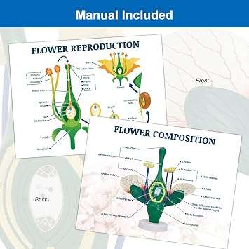 JNMFTD Dicot Flower Model,8X Enlarged Plant Anatomy Model Disassembled Peach Flower Buds Petals Leaves With Product Manual Card PVC Base for Lab Classroom Learning Study Educational Tool