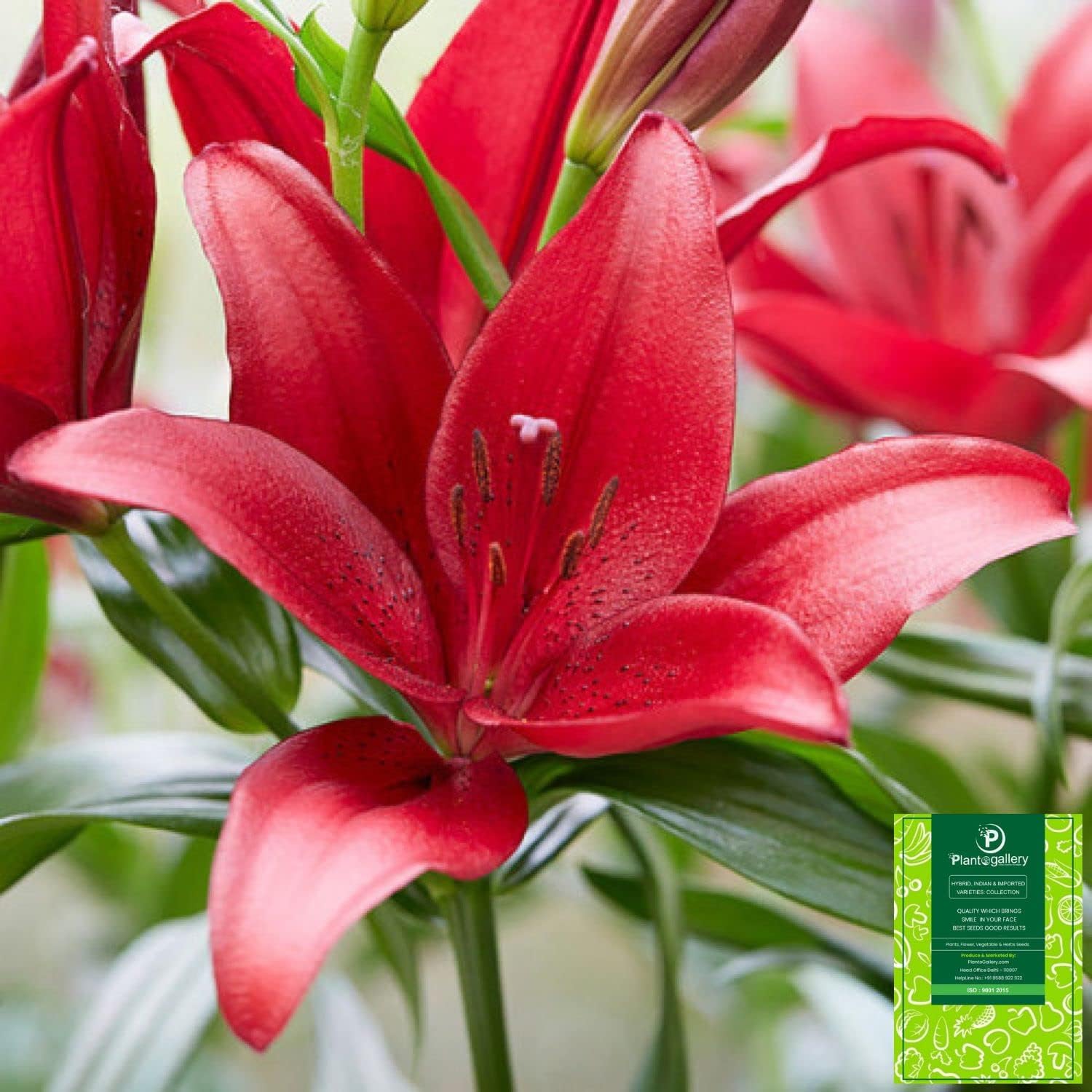 Plantogallery Asiatic Lily Flower Bulbs - Pack Of 1 Bulbs (Red)