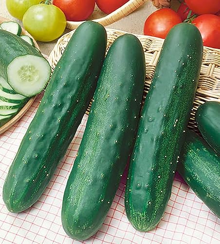 Miniatura 2 de Semillas de pepino - Verde largo mejorado - Variedad de pepino muy popular