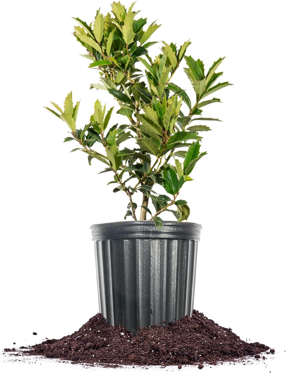 Oak Leaf Holly 1-2ft