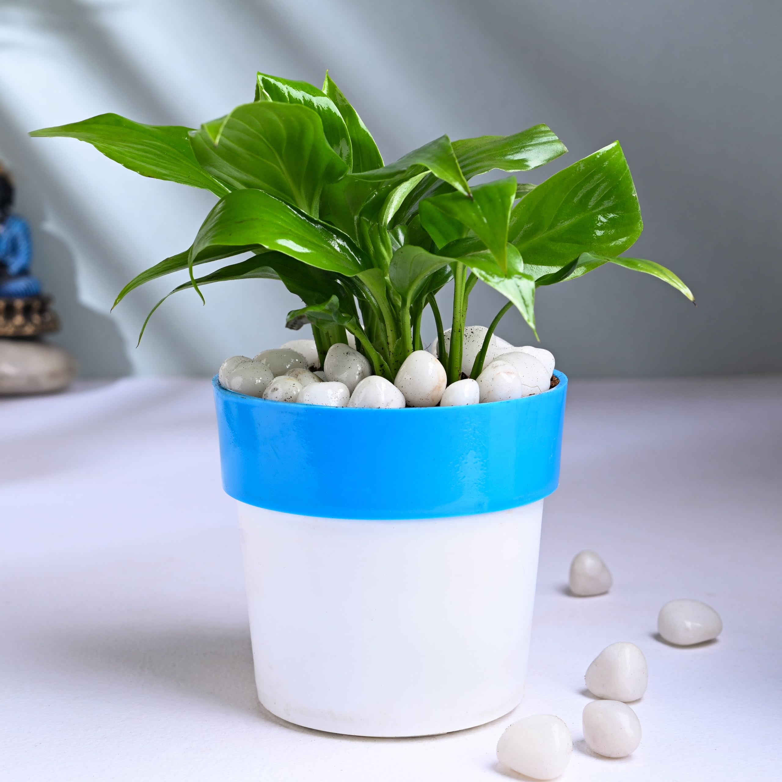 FlowerAura Decorative Air Purifying Peace Lily Live Indoor Plant In Blue & White Plastic Pot For Home/Office Decor And Gift For Birthday, Anniversary, Womens Day, Mothers Day, Diwali & Holi (B0CXHWS2PX) Amazon Price History, Amazon Price Tracker