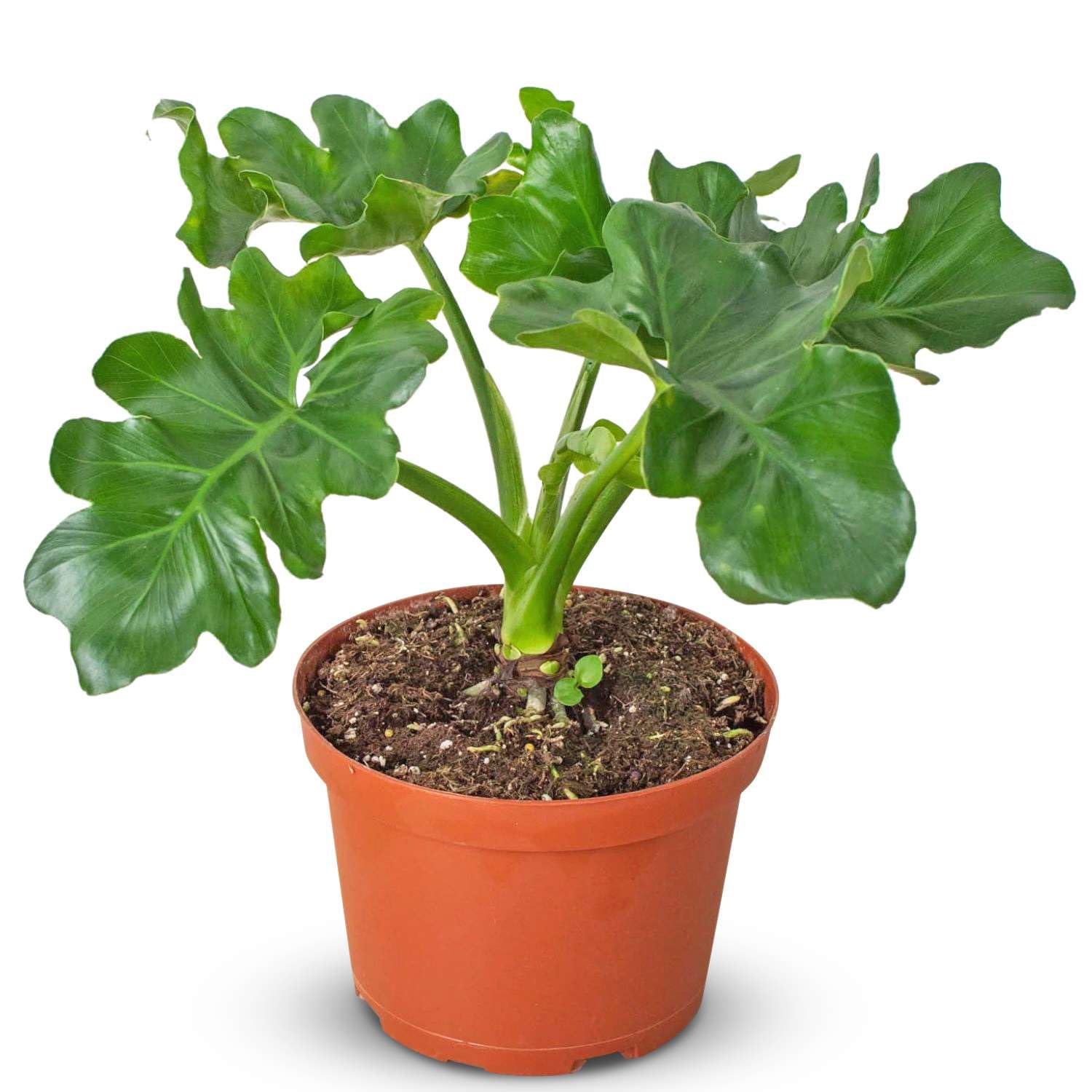 Thirsty Leaves Philodendron Atom