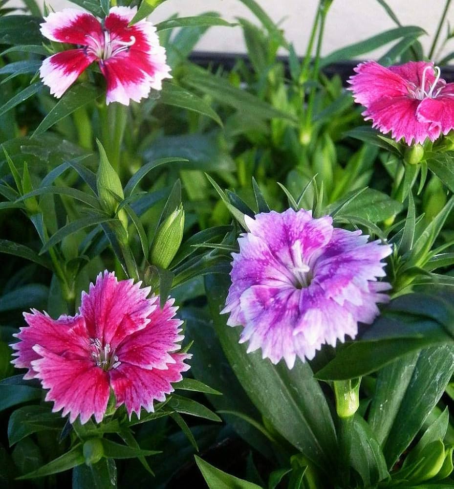 Amazon | ナデシコ テルスター ミックス 8ポットセット 3号苗