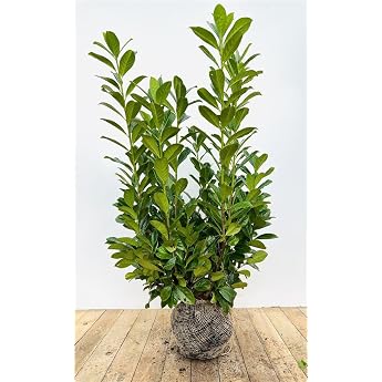 Prunus laurocerasus 'Novita' 100-120 cm Cherry Laurel Evergreen Ideal as a hedge fast-growing easy-care and hardy