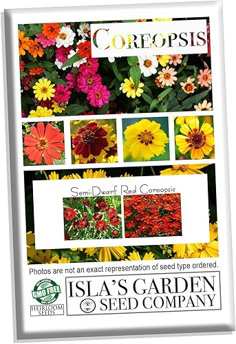 Semillas de flores de Coreopsis rojas de llanuras semienanas para plantar, más de 1500 semillas por paquete, semillas de jardín de Isla (semillas de