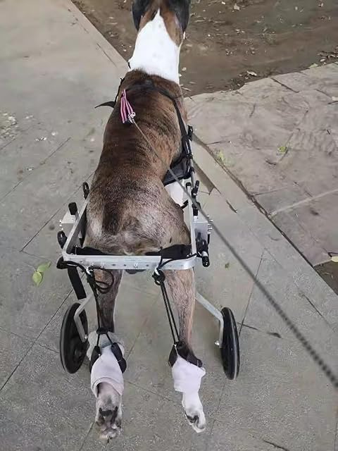 Foto 3 de 8 de Silla Ruedas Perro Silla de Ruedas para Perros Grandes