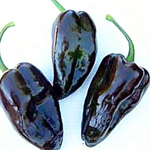 Mulato Isleno - Semillas de pimiento picante – Paquete de 250 mg ~ 30-45 semillas – Semillas de jardinería agrícola, polinizada abierta, sin OMG,